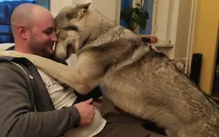 Zachraňme Degase: Vlčák s velkým srdcem bojuje s krutou nemocí