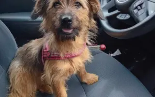 Pomozte nám pořídit útulkové auto pro převozy zvířátek v nouzi