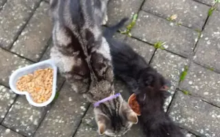 Pomoc pro opuštěná zvířátka - Kastrace, veterina, krmeni, kočkolit