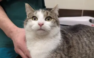 Rio to nevzdal: Pomozme mu zpátky na nohy!