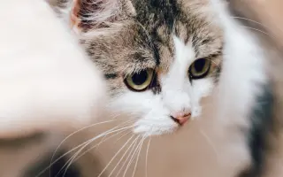 Ať se dočká každá kočka