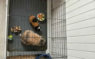 Sbírka na operaci pro Freddyho