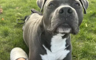 Dobbyho invalidní vozíček a rehabilitace