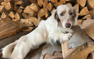 Pomozte zachráněným pejskům na cestě za novým životem 🐾