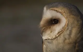 Návrat sovy pálené do české krajiny IV.