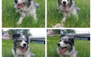 Sbírka na veterinární péči a diabetickou dietu pro Dixinku
