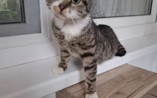 Pomoc pro kočky a koťátka Kočky u Katky