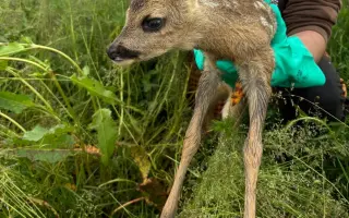 Dron pro záchranu srnčat a dalších mláďat před sečí