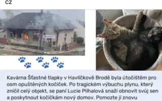Pojďme dát kočičkám druhou šanci, obnovme kočičí kavárnu café & bar Šťastné tlapky