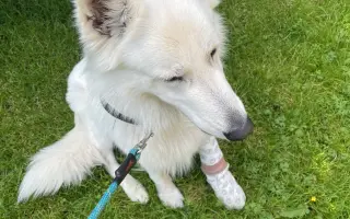 Pomozte Ullymu zase skákat přes kaluže! 🐾