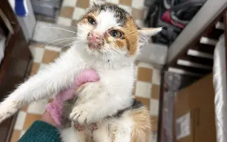 Pomozte nám zachránit 14 koček v ohrožení života!