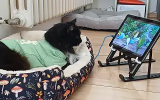 Devět životů pro Kočku