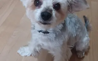 Šance pro Rikiho: pomoc po operaci nádoru