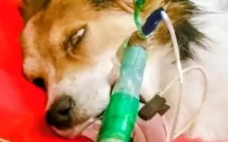 POMOC PRO FOXÍČKA, ASPENA A TAFFY-JACKA