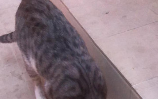 Opuštěné kočky a koťata v Tunisku