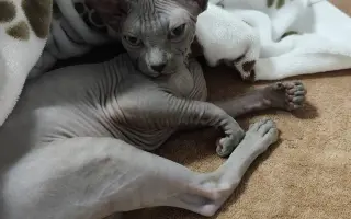 Pomoc pro našeho Joa porazit zákeřnou FIP