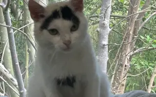 Pomohli jste dát druhou šanci kočkám z lázní