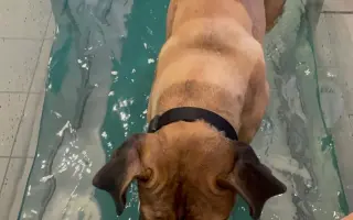 ❤️ Pomozme Ladynce znovu běhat 🐾