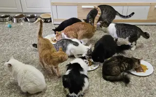 VÁNOCE PRO KOČIČKY BEZ DOMOVA