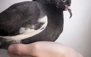 Záchranný balíček pro holuby v tísni