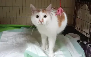 Domeček plný naděje pro opuštěné kočky