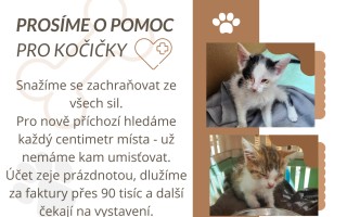 Pomoc s úhradou veterinárních faktur a karanténní boxy pro Kočičky u Niky z.s.