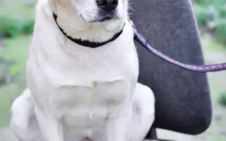 Pomáháme opuštěným a týraným psům najít cestu domů 🩷