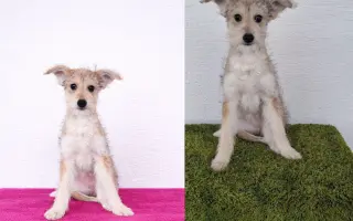 Pomáháme opuštěným a týraným psům najít cestu domů 🩷