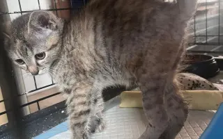 Proměňme společně kočičí svět v lepší místo 🐈