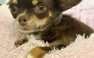 Pomozme Xyrušče znovu běhat 🐾♥️