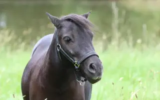 Poník Honzík potřebuje pomoci