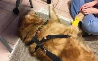 Srdce pro útulek Tibet – Společně zachraňujeme zvířecí životy