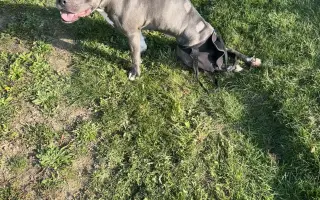 Dobbyho invalidní vozíček a rehabilitace