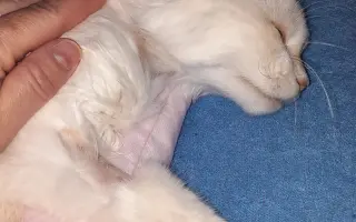 Pomůžete zachránit Nelince kočičí kamarádku? Hrajeme o čas.