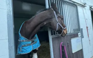 Pomozme Kokosovi znovu běhat