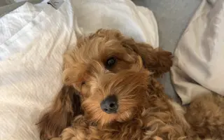 Rozjeďte s nami značku BellaDog - charitativní šátky pro psy