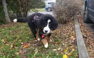Pomoc pro Dorotku – malé štěňátko bojující o život Pomoc pro Dorotku – malé štěňátko bojující o život
