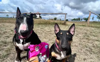 Vendulka a vánoční zázrak