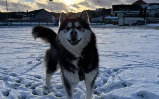 Pomoc pro Kiru – druhá operace přetrženého vazu během pár měsíců