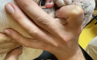 Pomoc pro Kuky a Kony