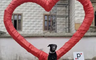 Pomozme Rozie dál žít šťastný život