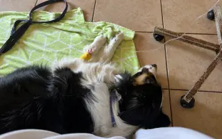 Pomoc pro Bibi po akutní operaci