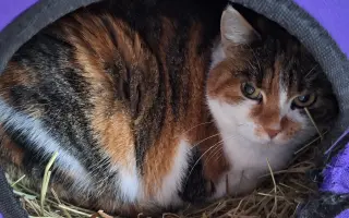 9 nalezených Lásek