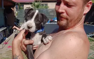 Pomozte našemu štěňátku Bleskovi přežít parvovirózu 🐾❤️