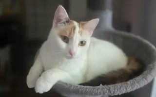 Staňte se nadějí pro kočičky bez domova
