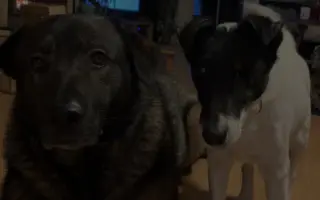 Pomozte zachránit Berrynku