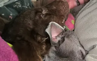 Pomozme zachovat Dvůr poslední šance