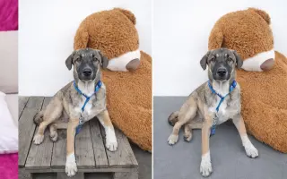 Pomáháme opuštěným a týraným psům najít cestu domů 🩷