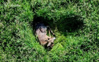 Pomozte Kokosrnkám pořídit odolnější termodron pro záchranu mláďat