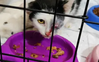 Nekonečný boj o záchranu zvířecích životů 😢